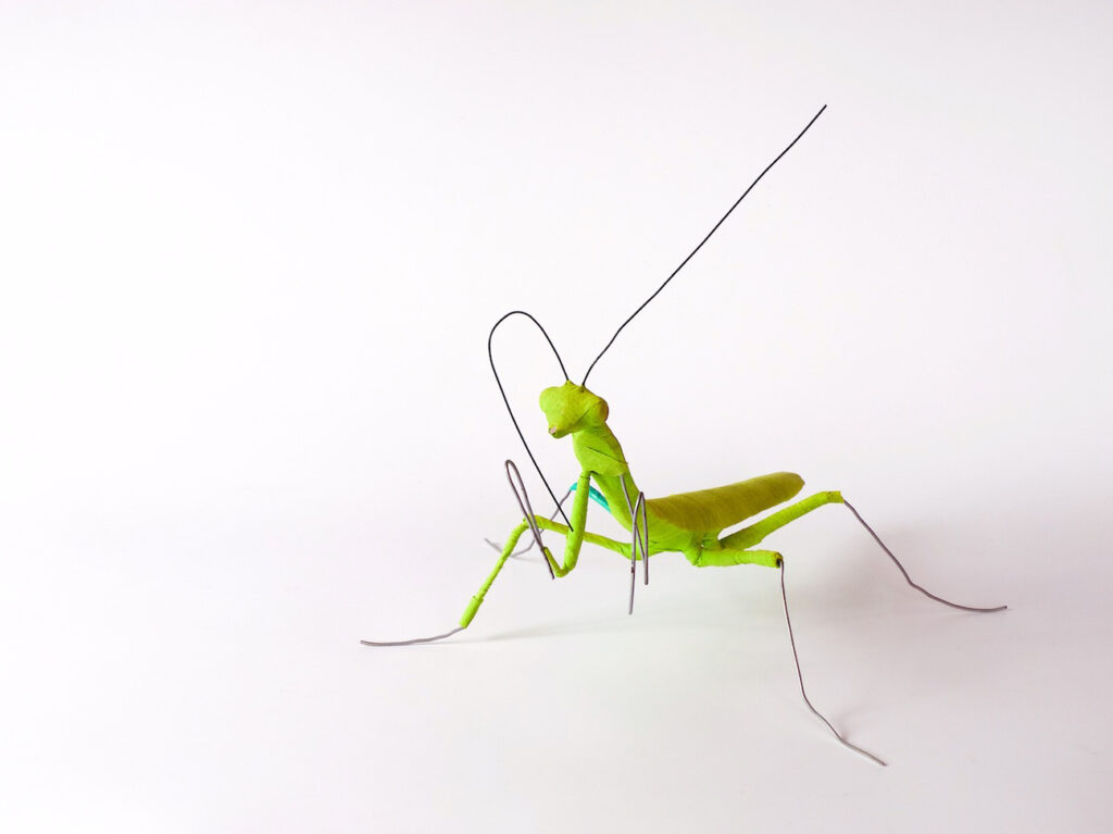 Gottesanbeterin, Silke Stock